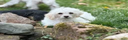 Jackapoo dogs for sale: Gorgeous jackapoo pups ready now  - Advert 13