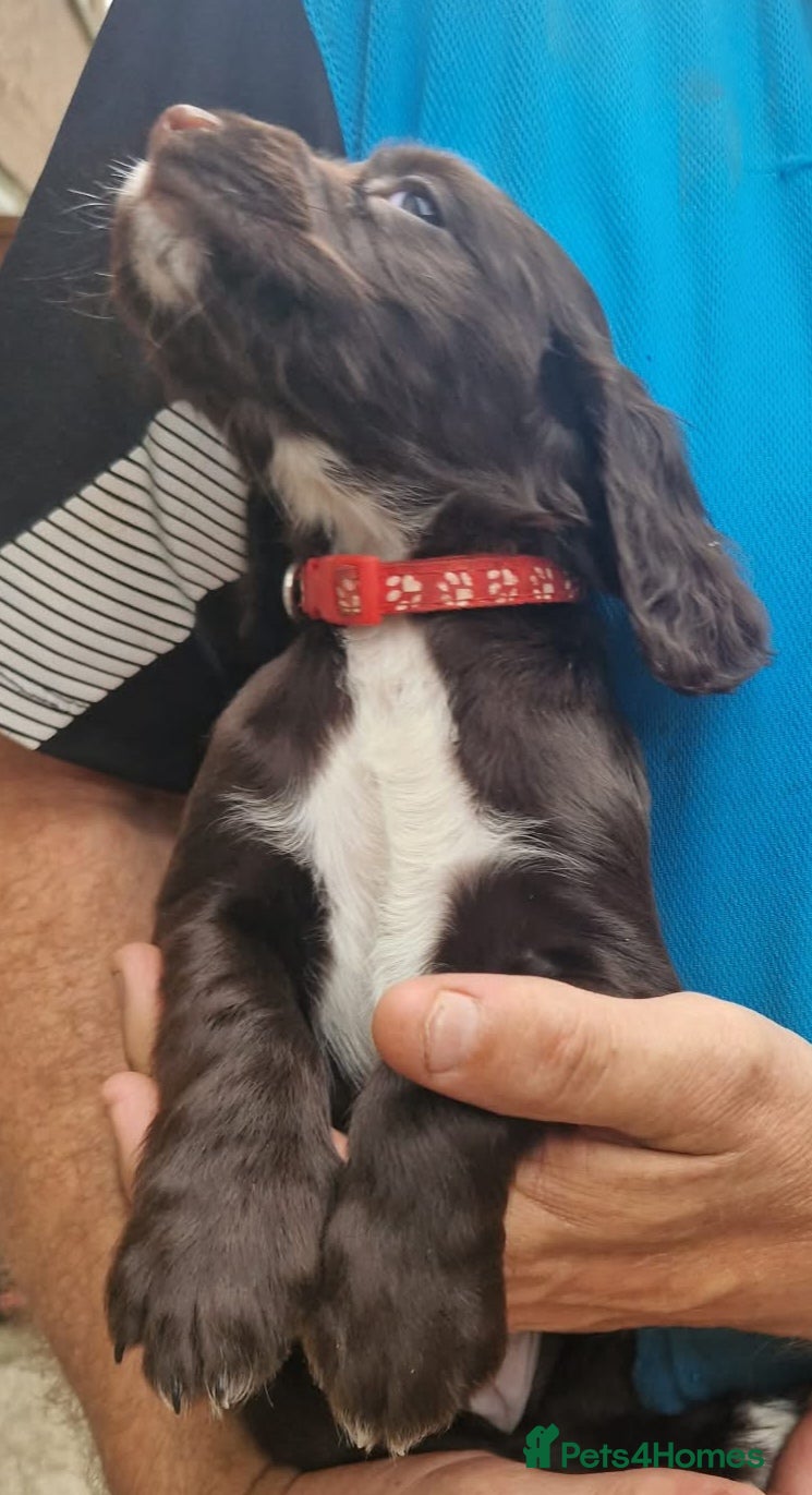 Cocker Spaniel dogs 6 STUNNING KC REGISTERED COCKER SPANIEL PUPPIES  - Advert 12