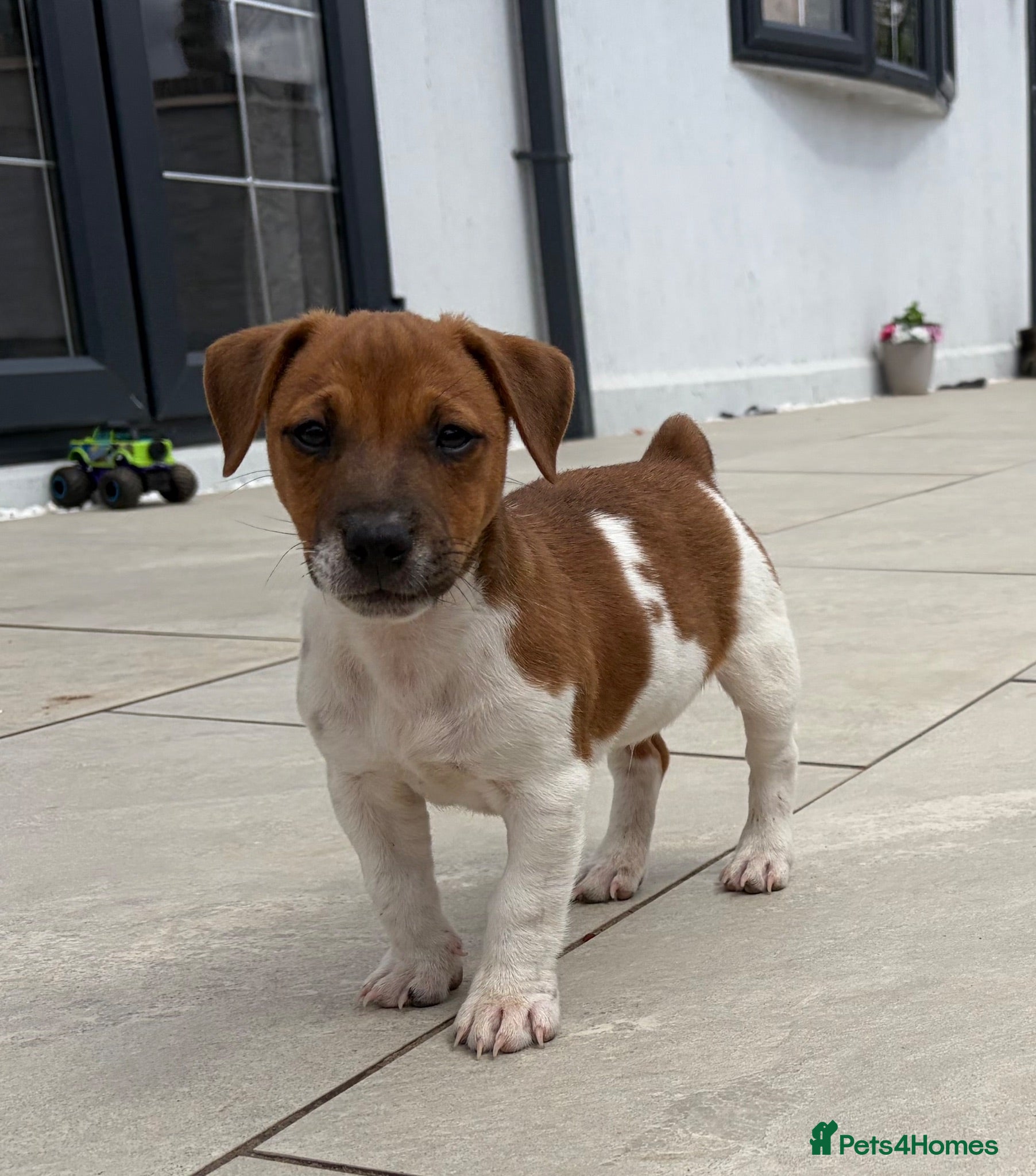 Jack Russell dogs One boy left, short tail smooth coated - Advert 2