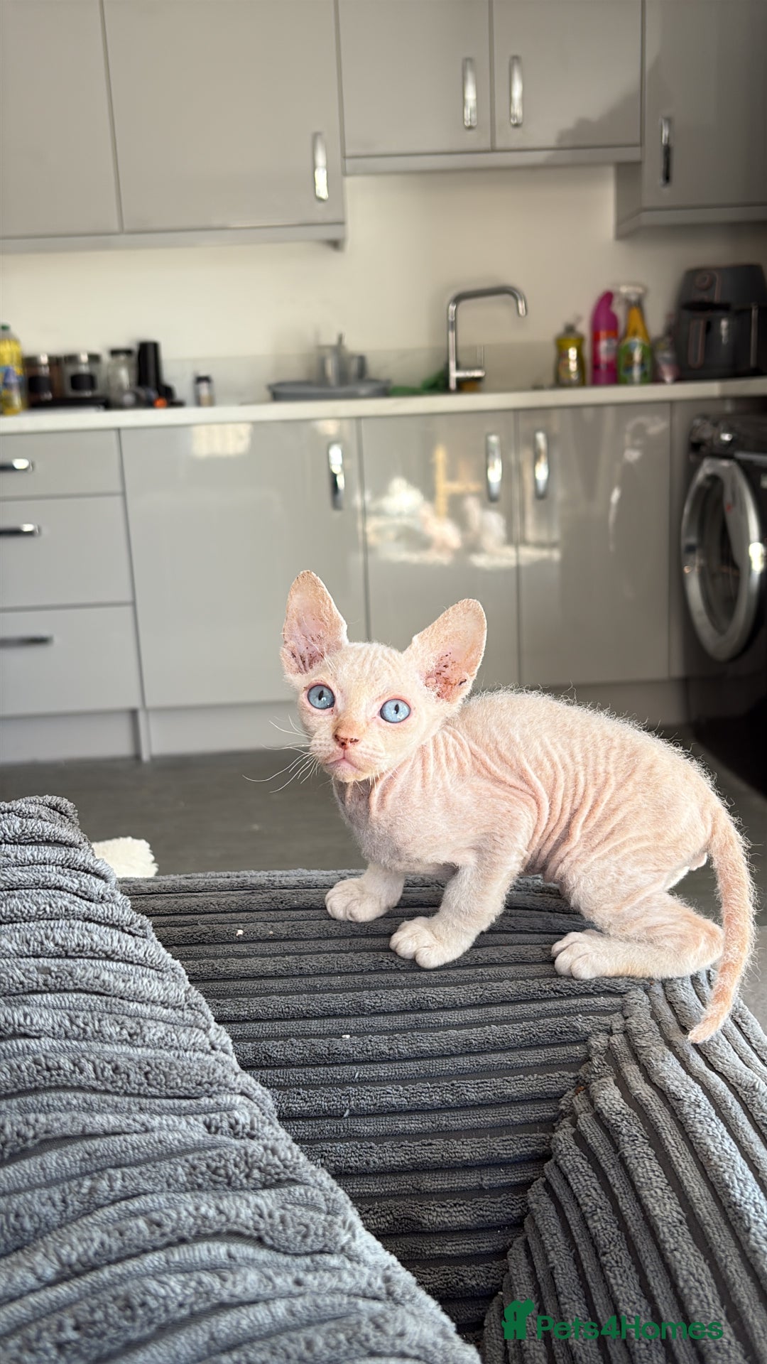 Sphynx cats for sale: Sphynx Kittens ready to go now! - Image 19