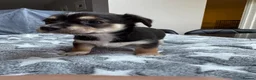 Chorkie dogs for sale: Gorgeous chorkie puppies  - Advert 5