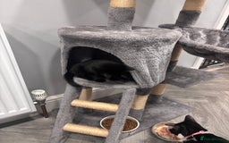 Mixed Breed cats for sale: 2 kittens pretty sure they are boys  - Image 8