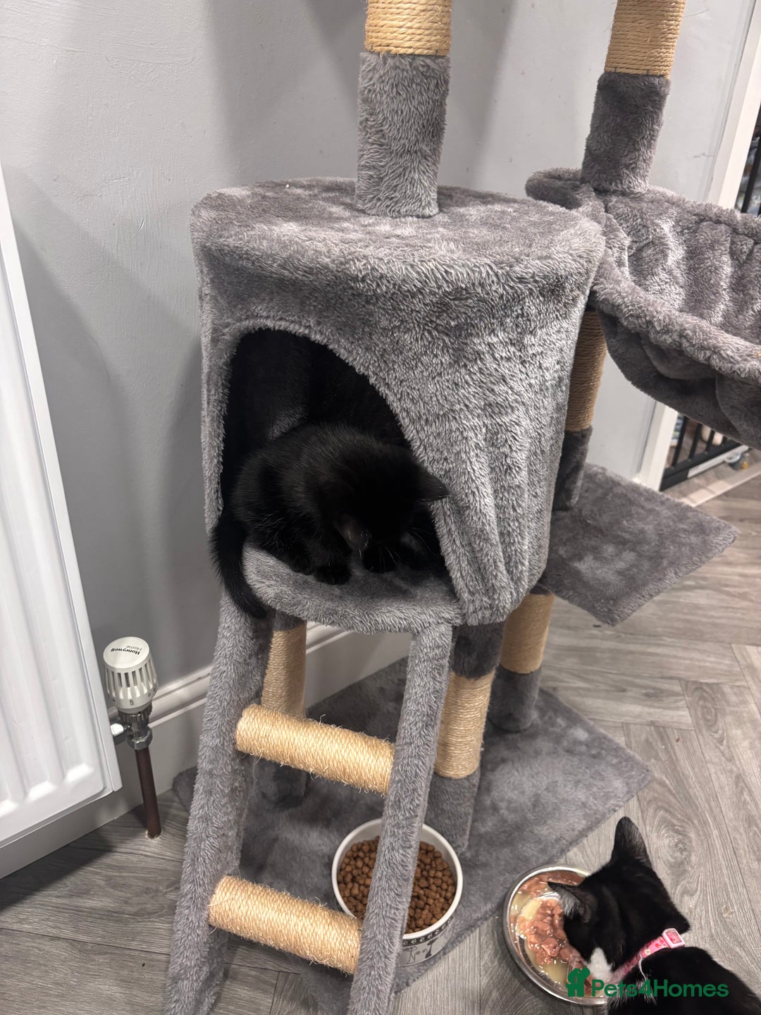 Mixed Breed cats for sale: 2 kittens pretty sure they are boys  - Image 8