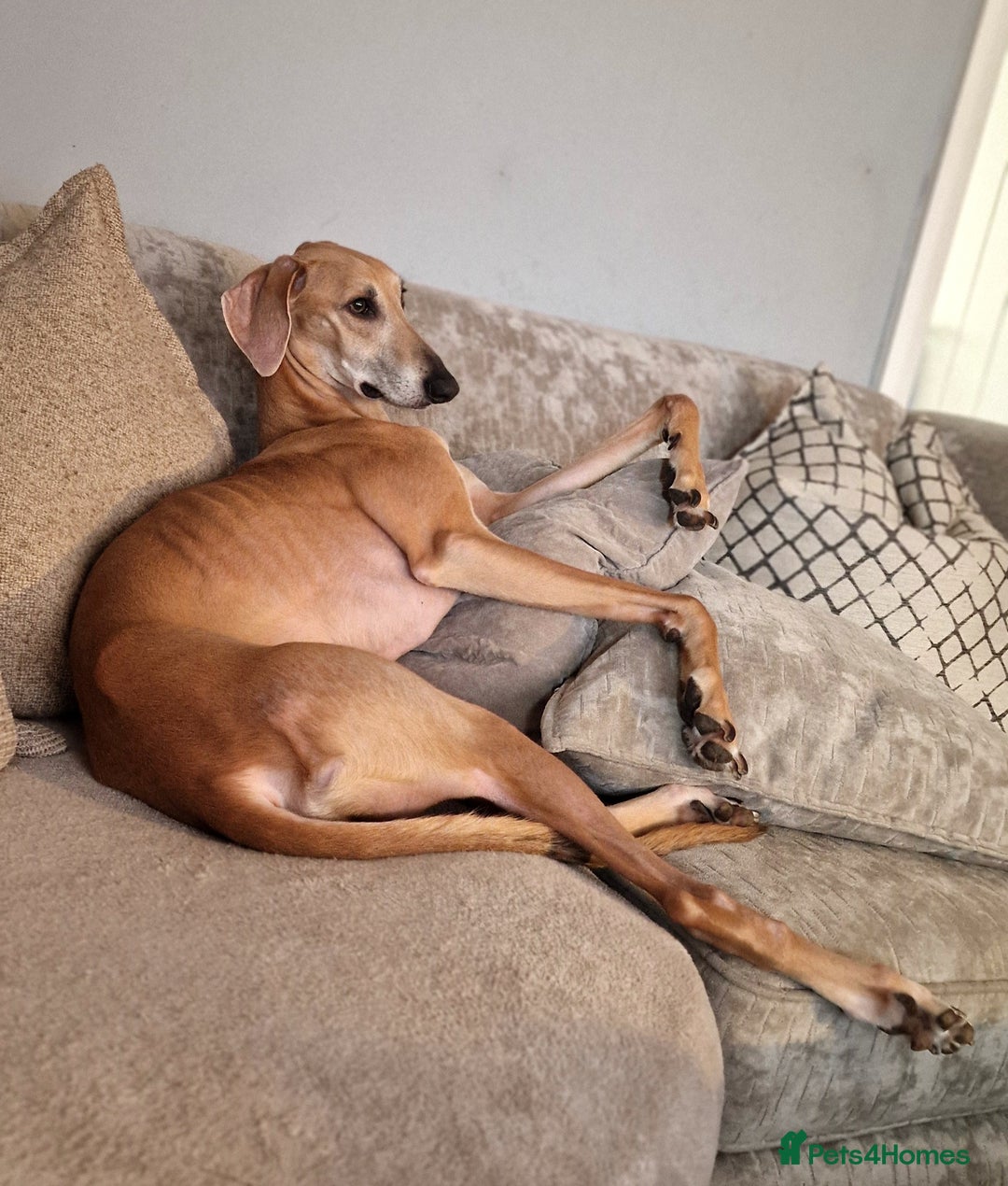 Mixed Breed dogs for sale: Saluki Greyhound Whippet.  - Advert 4