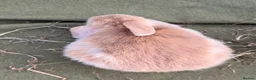 Mini Lop rabbits for sale: *Mini Lop Babies  - Advert 7