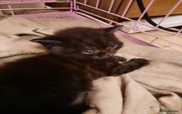 British Shorthair cats for sale: Little british shorthair kittens  - Image 17