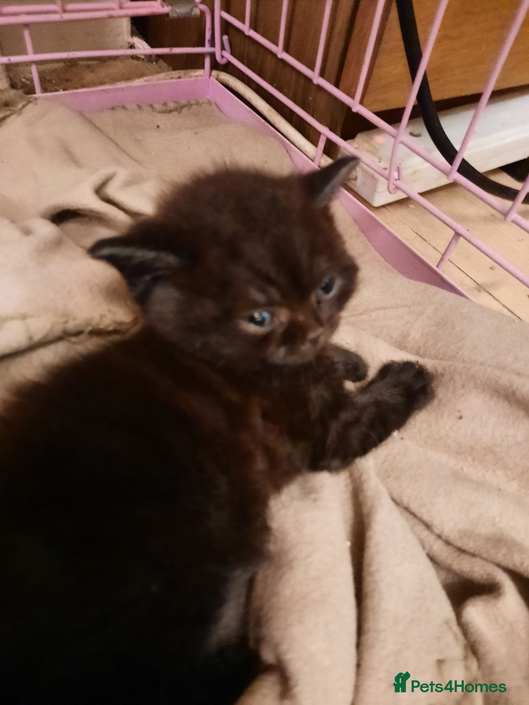 British Shorthair cats for sale: Little british shorthair kittens  - Image 17