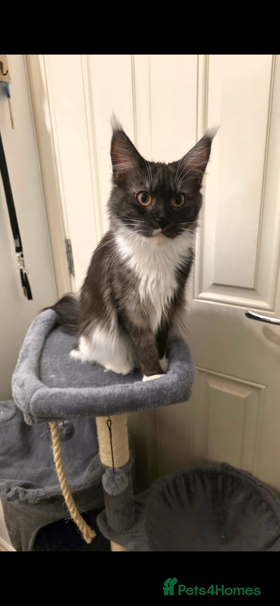 Maine Coon cats for sale: Female Maine Coon  - Advert 2