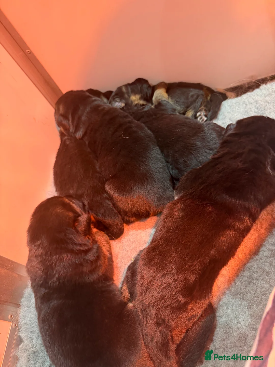 German Shepherd dogs for sale: World class German Shepherds - Advert 13