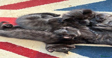 Mixed Breed cats - Advert 3