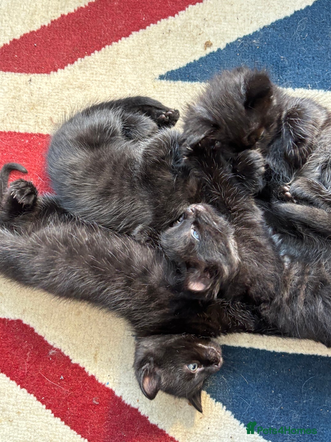 Mixed Breed cats for sale: 4 playful fluffy long haired black kittens  - Image 2