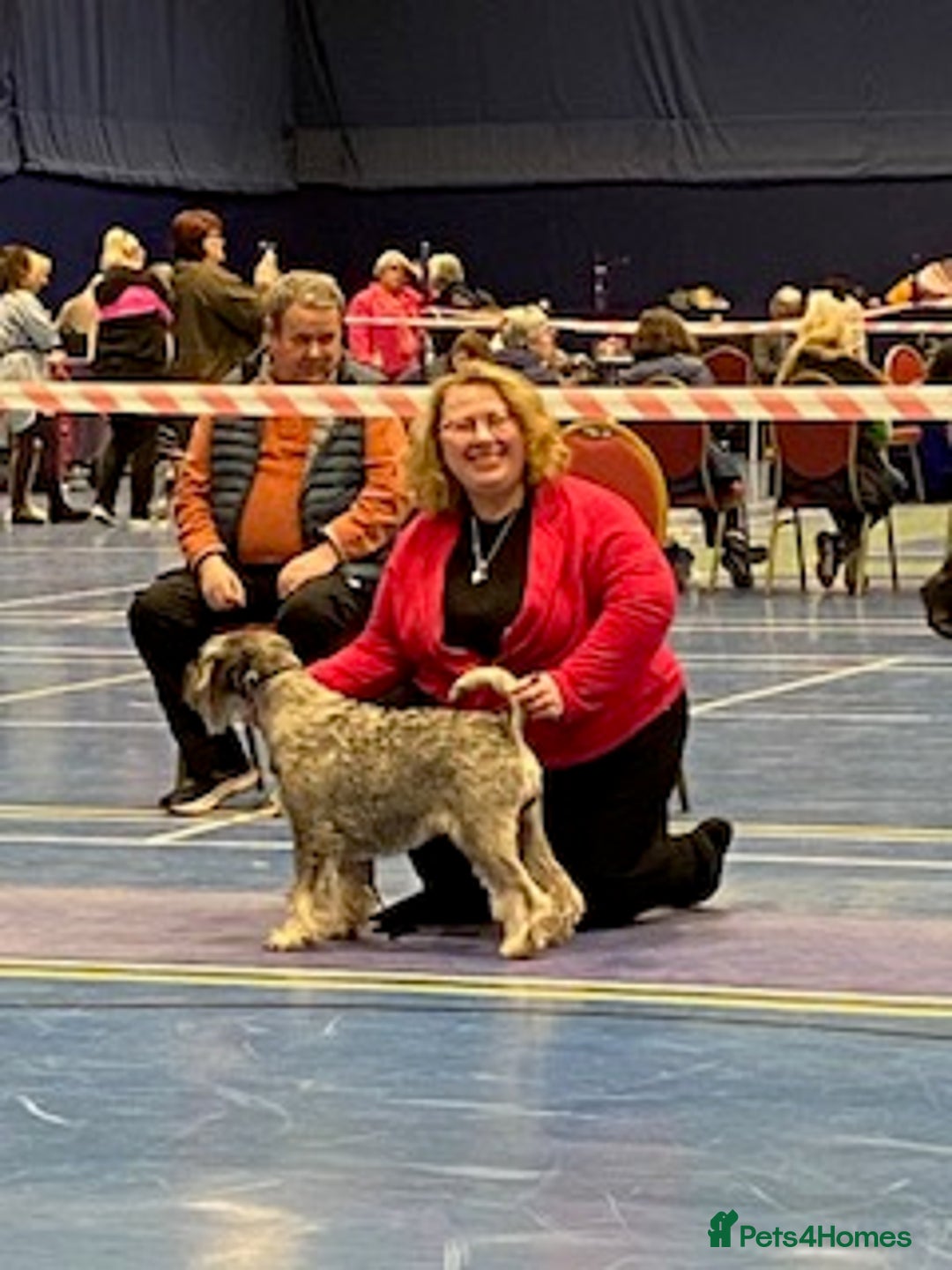 Schnauzer dogs for sale: Kennel Club registered puppies  - Advert 6