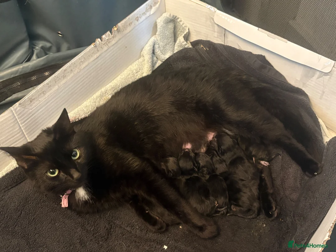 Mixed Breed cats for sale: 6 beautiful kittens - Advert 1