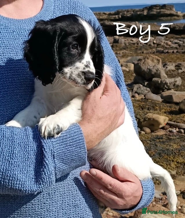 Cocker Spaniel dogs Exceptional KC Cocker Spaniel Puppies - Advert 2