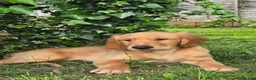 Golden Retriever dogs for sale: *Beautiful Dna clear, KC reg male puppy* - Advert 1