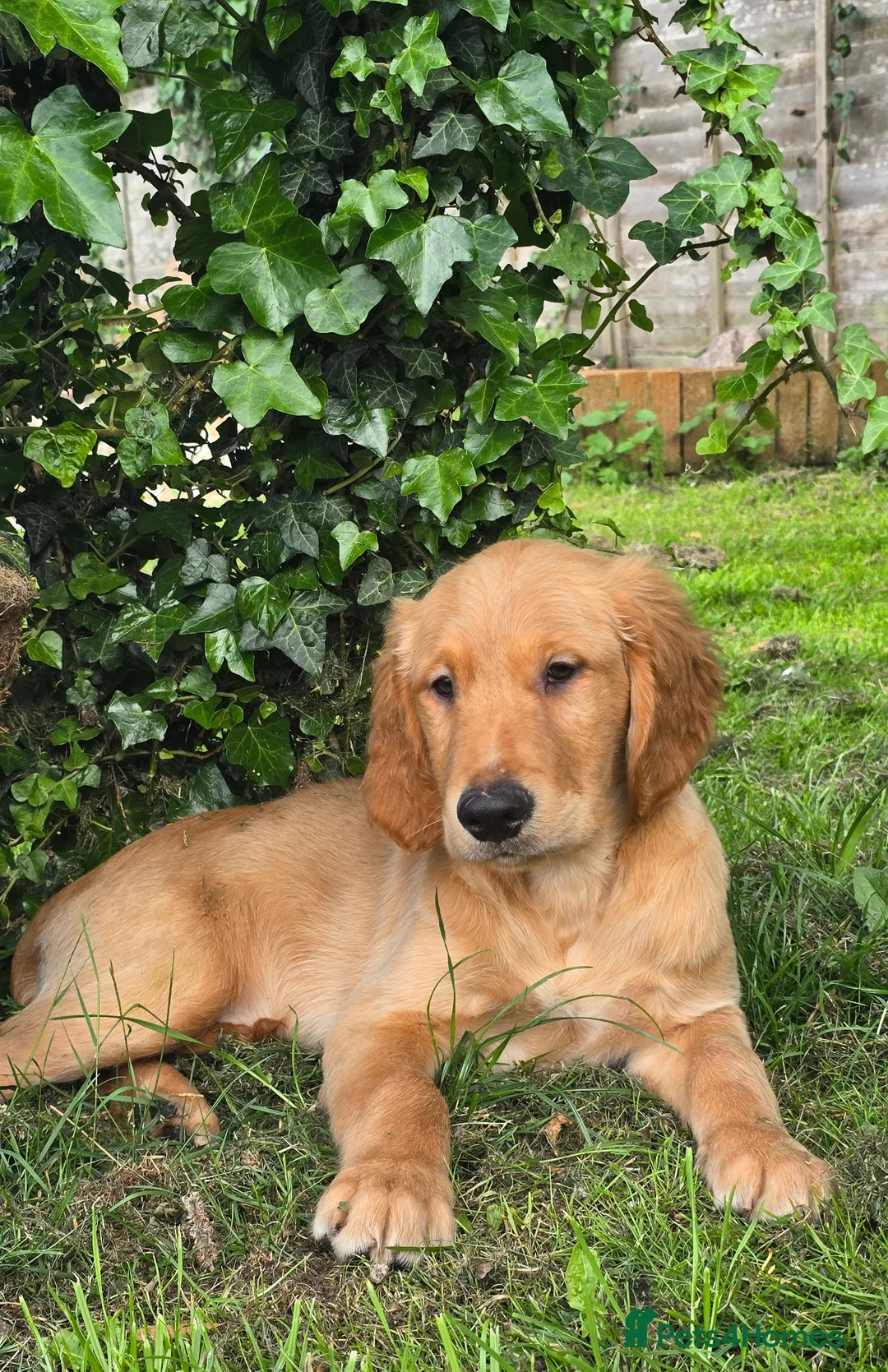 Golden Retriever dogs for sale: *Beautiful Dna clear, KC reg male puppy* - Advert 1