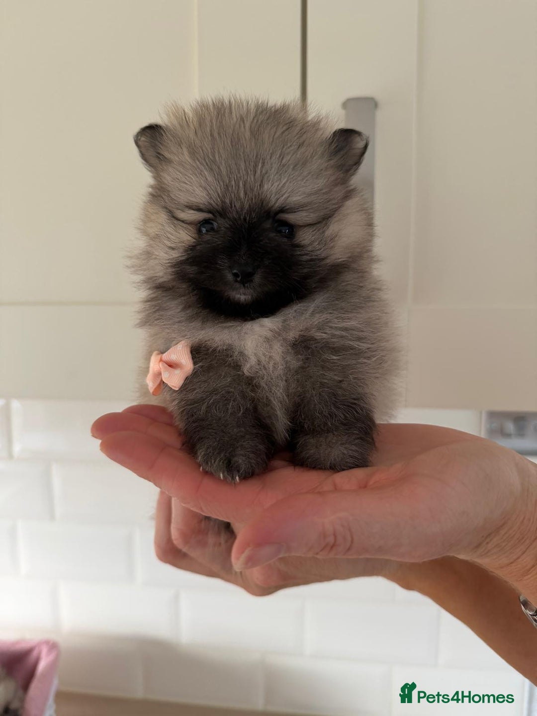 Pomeranian dogs for sale: 4 beautiful Pomeranians available for reservation - Advert 5