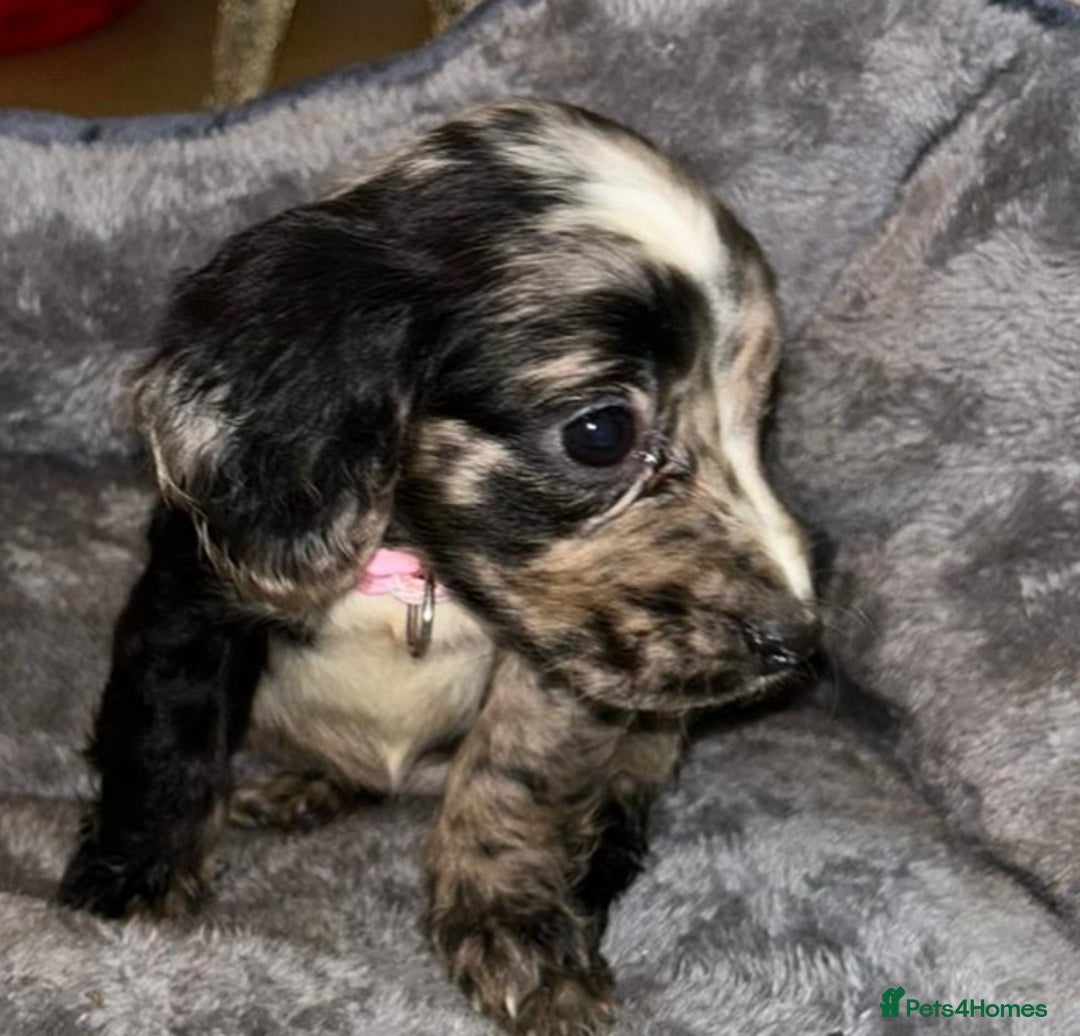 Cocker Spaniel dogs for sale: 6 beautiful cocker spaniel puppies  - Advert 16