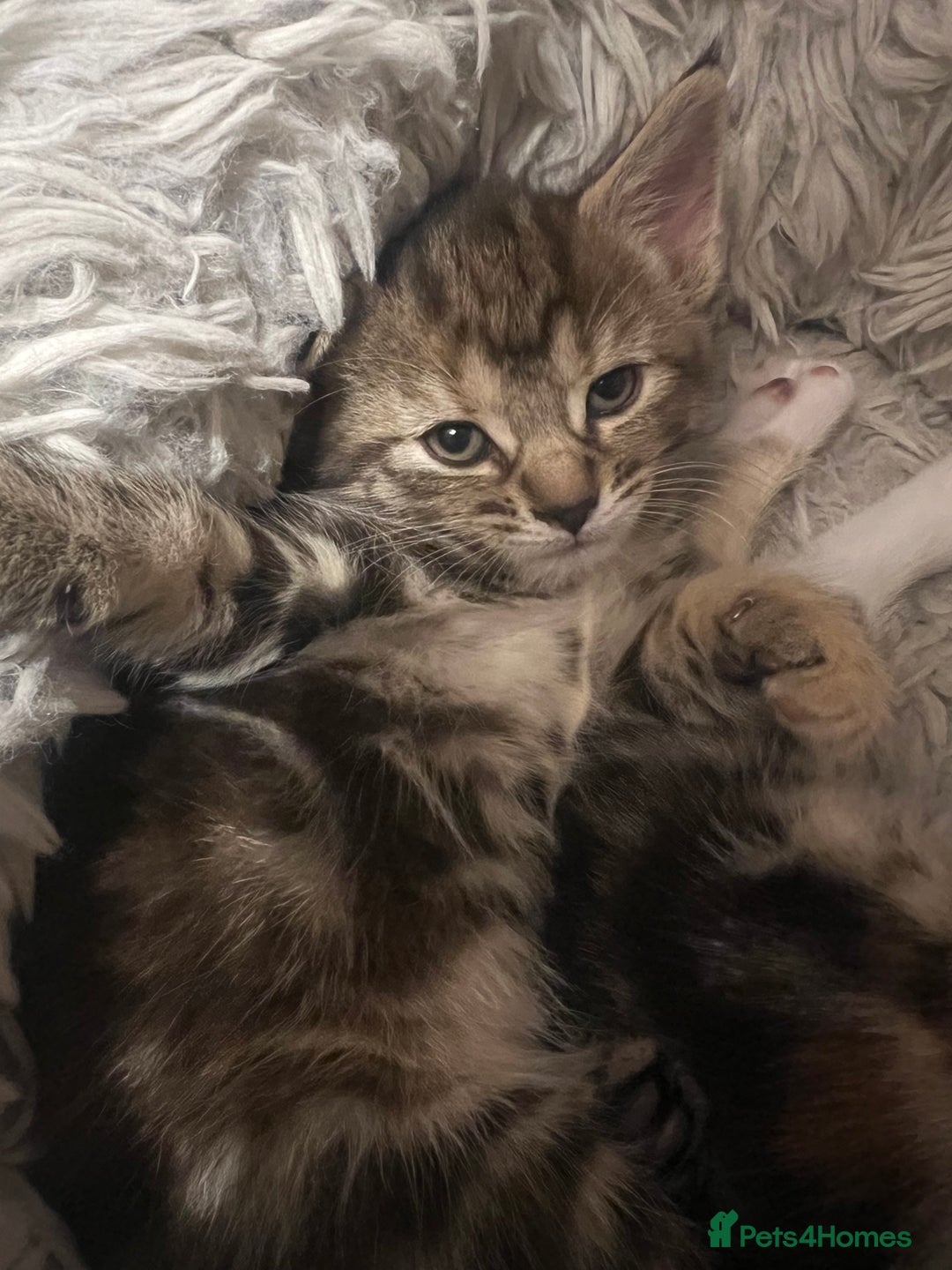 Mixed Breed cats for sale:  Beautiful Kittens for Sale – 2 Boys & 2 Girls 🐾 - Image 9