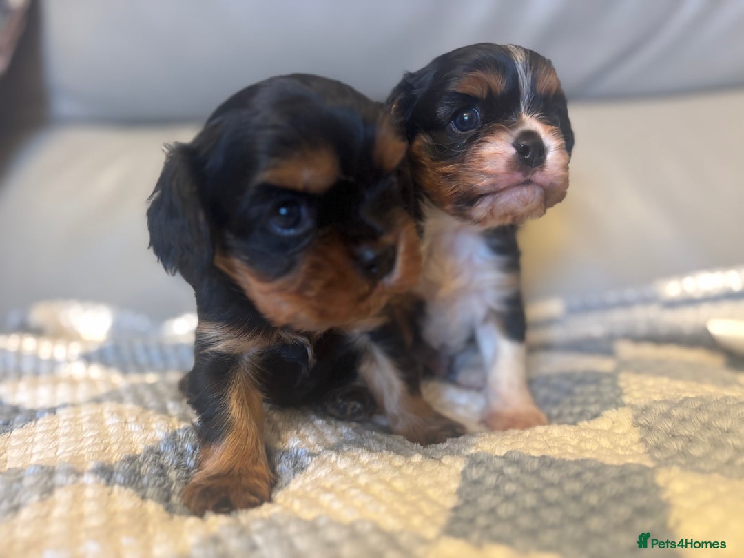 Cavalier King Charles Spaniel dogs for sale: Two beautiful kc boys  - Advert 17