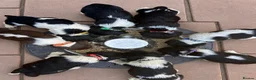 English Springer Spaniel dogs for sale: KC ESS heavily coloured pups  - Advert 5