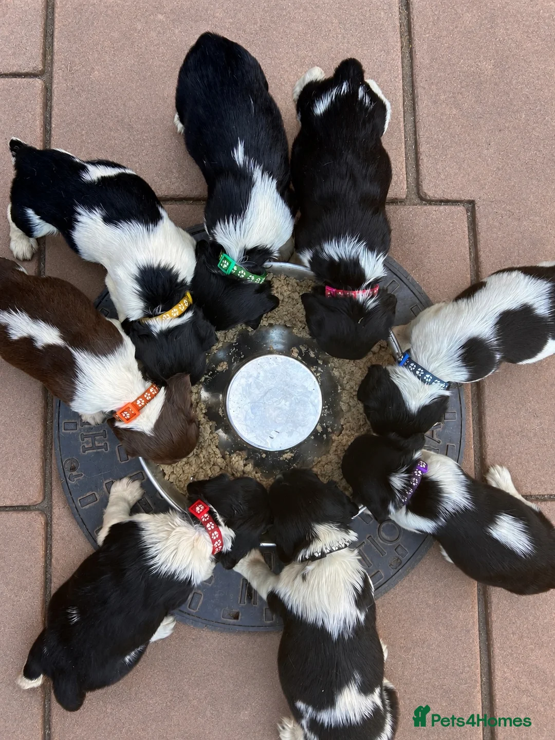 English Springer Spaniel dogs for sale: KC ESS heavily coloured pups  - Advert 5