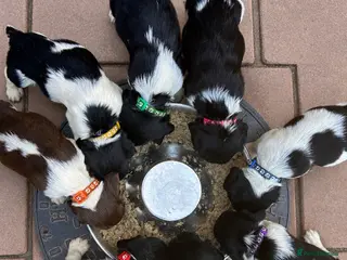 English Springer Spaniel dogs READY from 17th July KC ESS heavily coloured pups - Advert 2