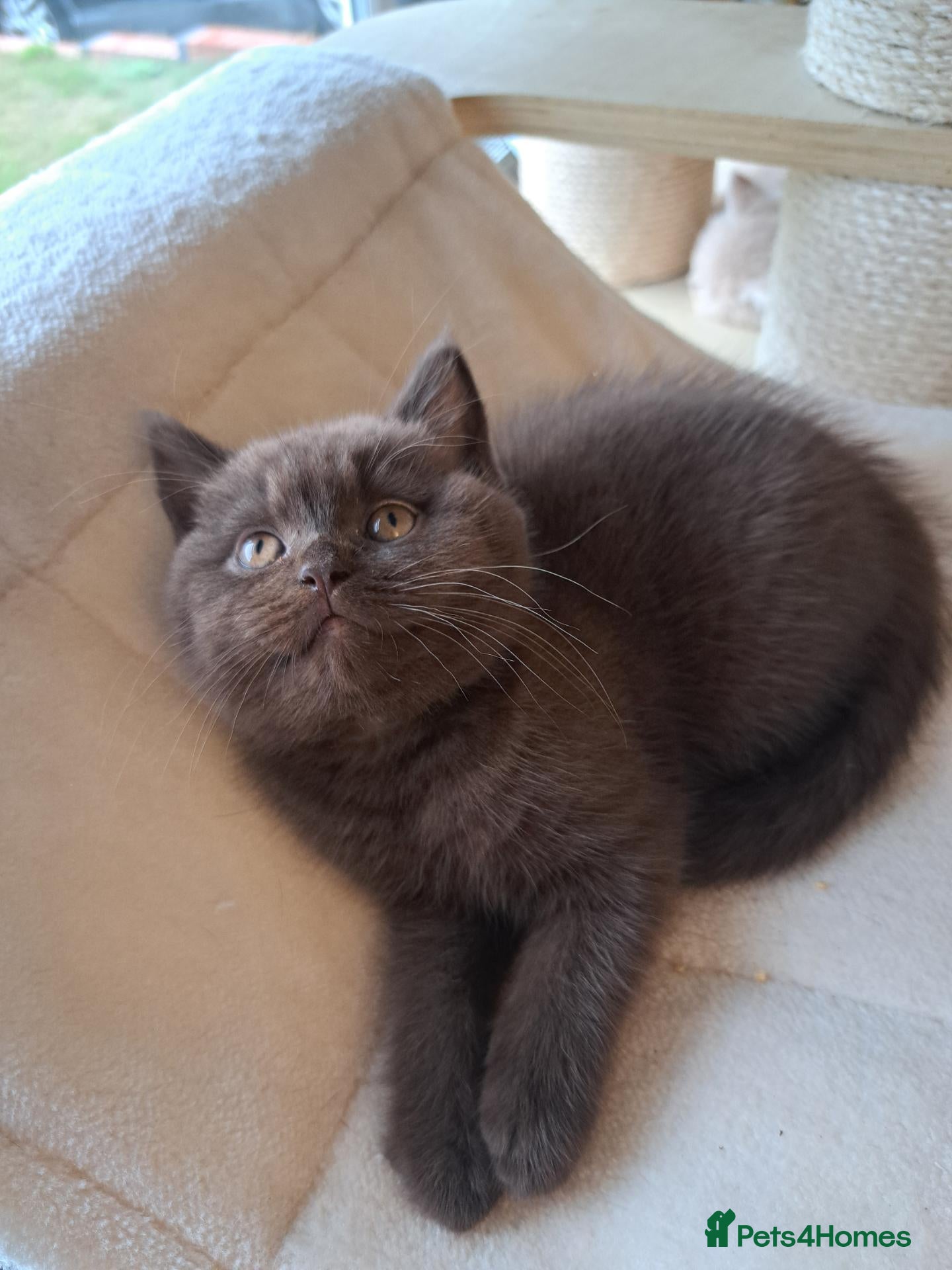 British Shorthair cats Top Quality purebreed BSH kittens - Advert 1