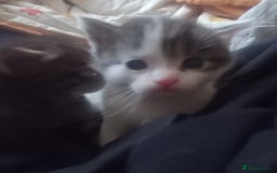Bengal cats for sale: 1 girl and 3 boys  - Image 19