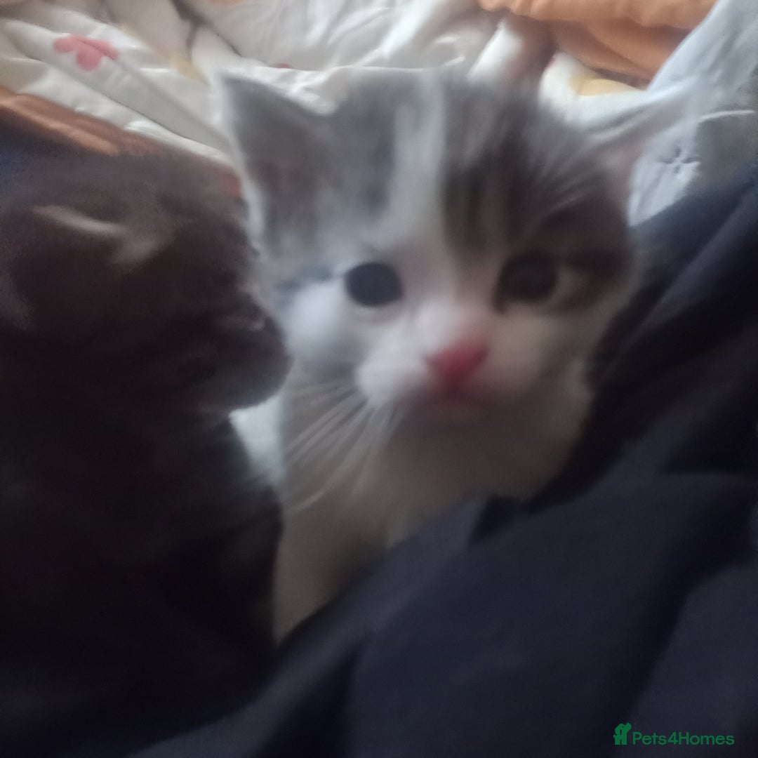 Bengal cats for sale: 1 girl and 3 boys  - Image 19