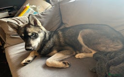 Siberian Husky dogs for sale: Siberian husky 6 months old - Image 3