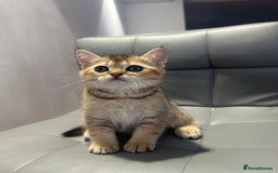 Scottish Fold cats for sale: Scottish fold / Chichilla kittens - Image 10