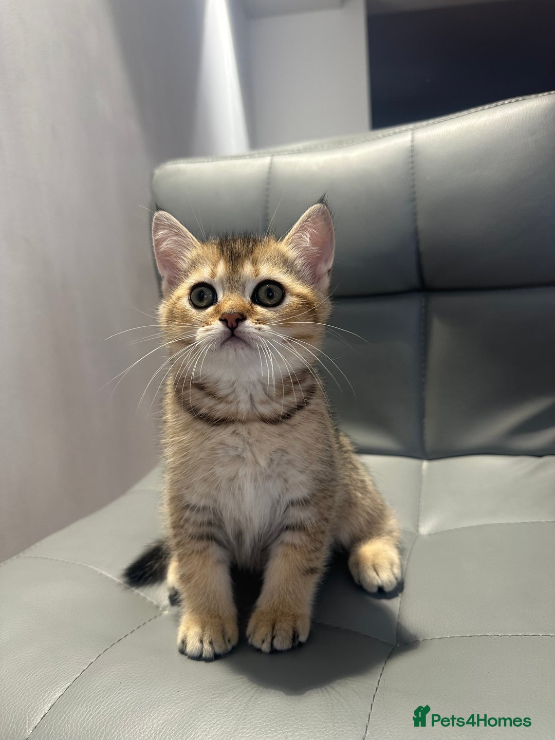 Scottish Fold cats for sale: Scottish fold / Chichilla kittens - Image 10