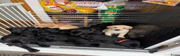 Labrador Retriever dogs for sale: Labrador puppies  - Advert 10