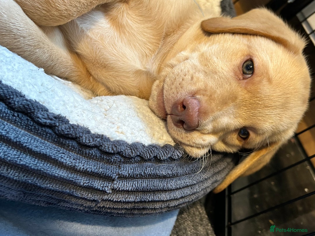 Labrador Retriever dogs for sale: Pinky Nose/olive eyes Very Unique Yellow puppy  - Image 31