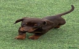 Miniature Dachshund dogs for sale: Miniature dachshunds - Image 15