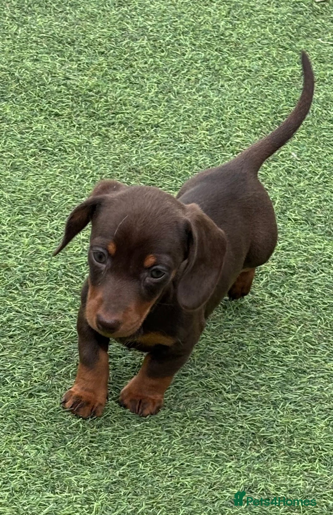 Miniature Dachshund dogs for sale: Miniature dachshunds - Image 15