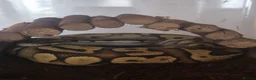 Mixed Breed reptiles for sale: Spotted pythons, royal python and leopard gecko - Advert 13