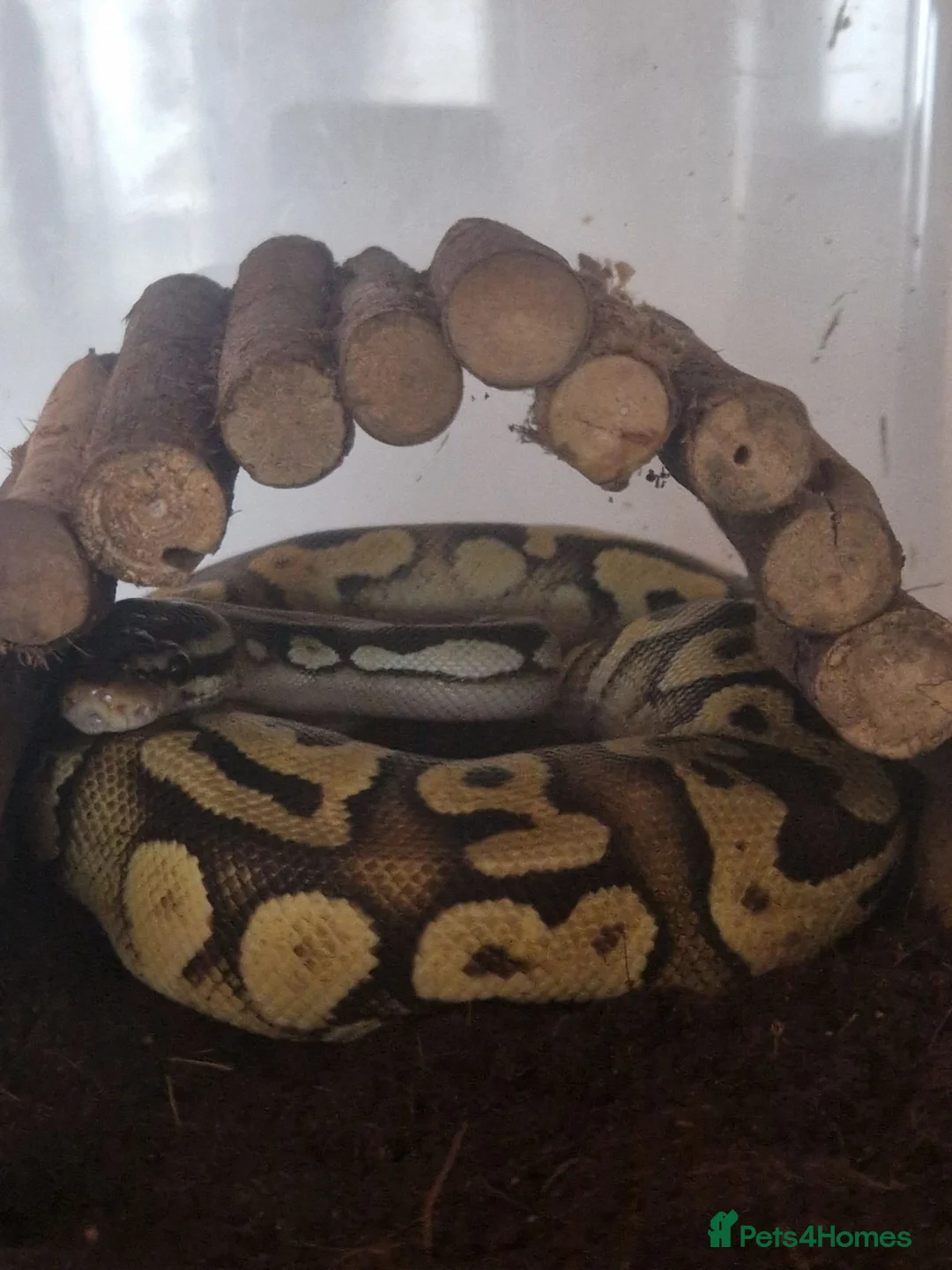 Mixed Breed reptiles for sale: Spotted pythons, royal python and leopard gecko - Advert 13