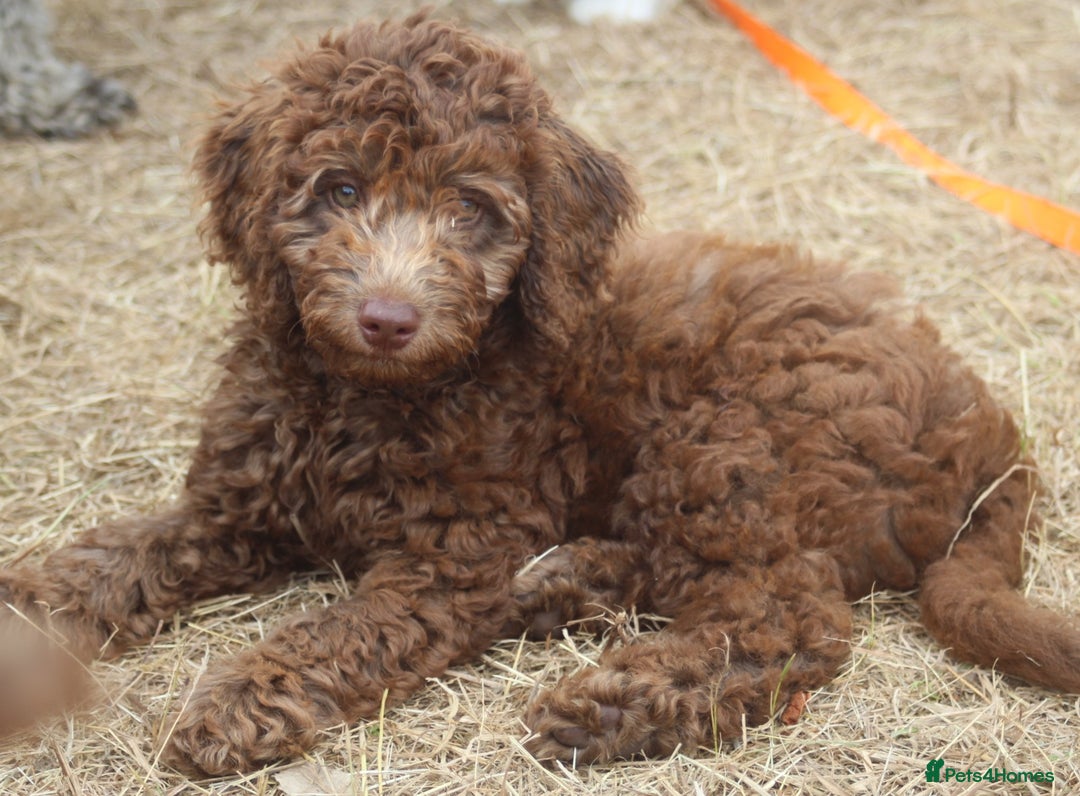 Labradoodle dogs for sale: Outstanding Part Trained Labradoodles F1b - Image 3