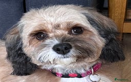 Cavapoo dogs for sale: F1b Cavapoos - Advert 1