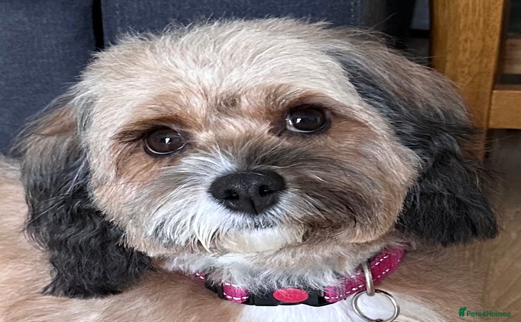 Cavapoo dogs F1b Cavapoos - Advert 1