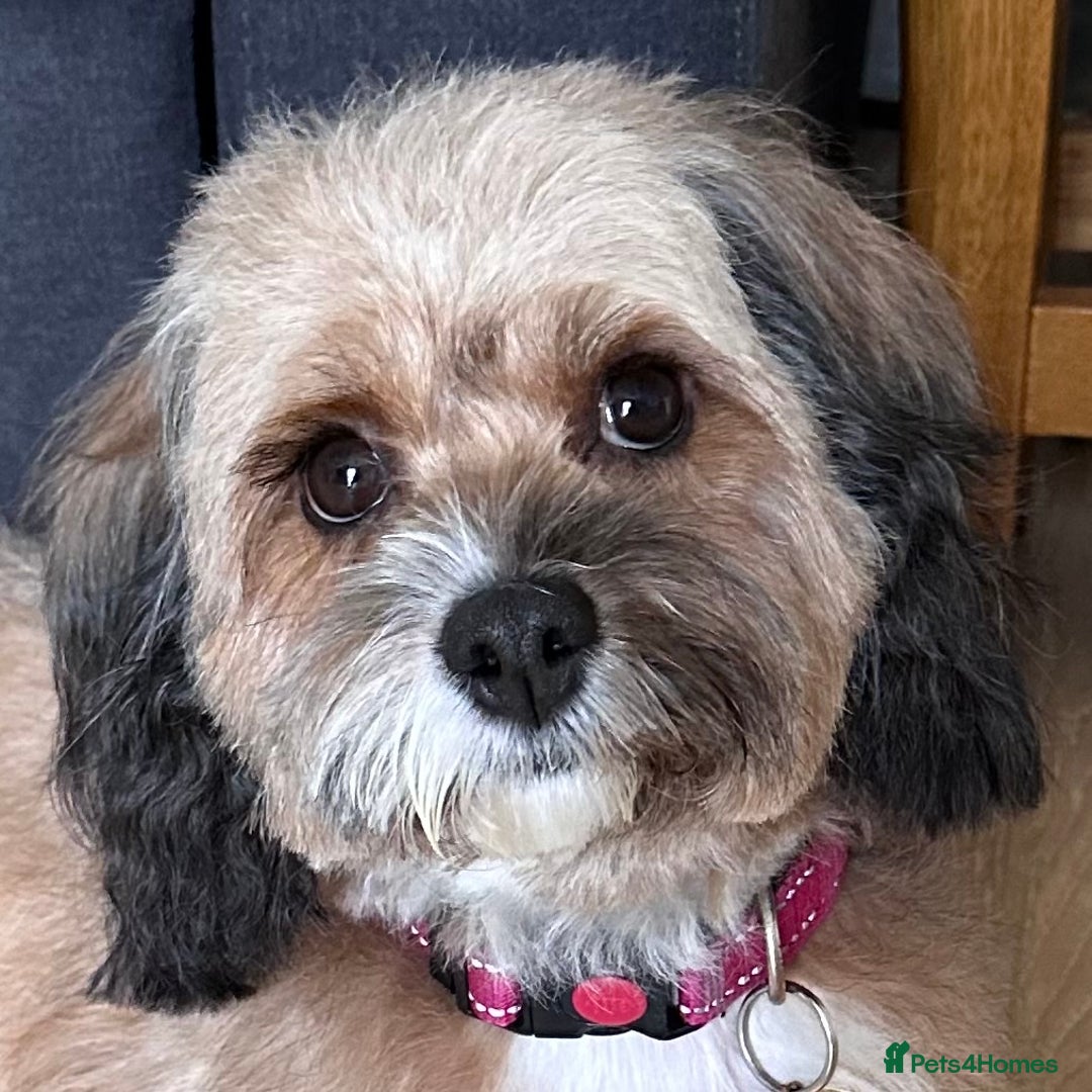 Cavapoo dogs for sale: F1b Cavapoos - Advert 1