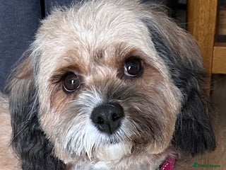 Cavapoo dogs for sale: F1b Cavapoos - Advert 1