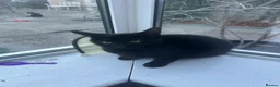 Mixed Breed cats for sale: 3 little beauties ready for their forever homes - Advert 7