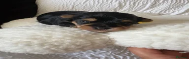 Yorkshire Terrier 2