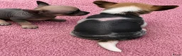 Chihuahua dogs for sale: Chihuahua puppies ( hairless ) - Advert 8