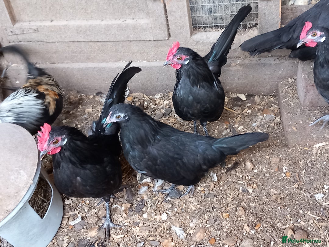 Chickens poultry for sale: Bantam Dutch Chickens - Image 1