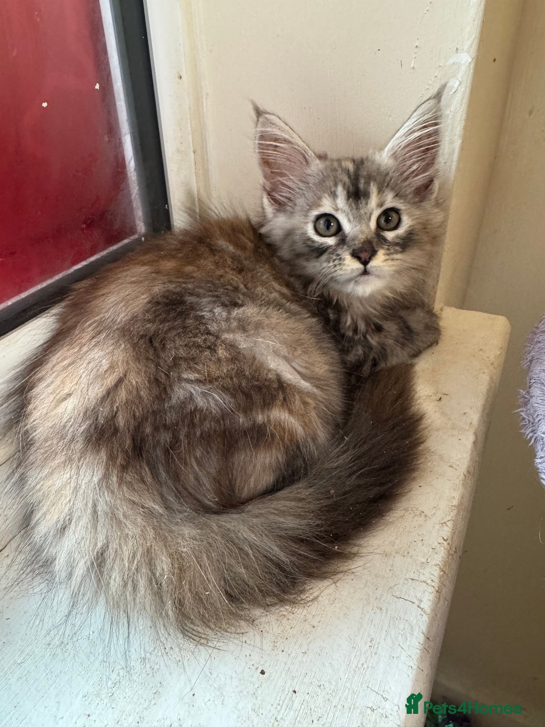Maine Coon cats for sale: Beautiful GCCF kittens various colours - Image 27