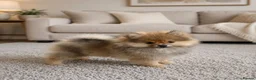 Pomeranian dogs for sale: Pomeranian puppy - Advert 1